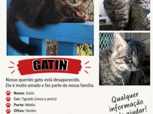 Gato raça SRD-ViraLata idade 6 ou mais anos nome Gatinho