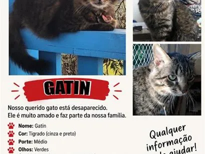 Gato raça SRD-ViraLata idade 6 ou mais anos nome Gatinho