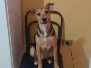 Cachorro raça SRD-ViraLata idade 7 a 11 meses nome Theo 