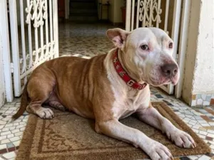 Cachorro raça SRD-ViraLata idade 2 anos nome Lily