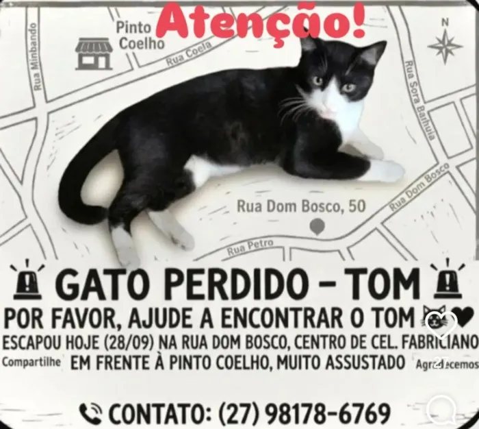 Gato raça SRD-ViraLata idade 1 ano nome TOM perdido em Coronel Fabriciano 