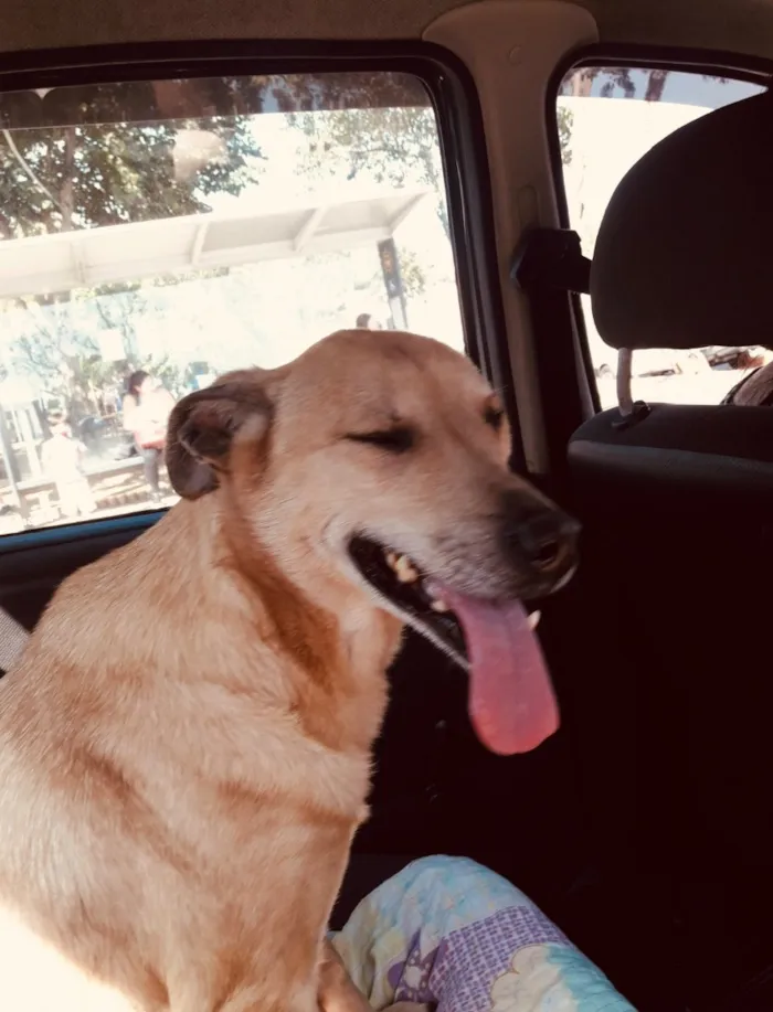 Cachorro raça SRD-ViraLata idade 6 ou mais anos nome Dally