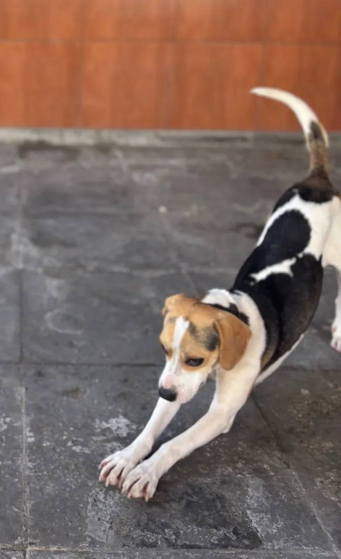Cachorro raça SRD-ViraLata idade 1 ano nome Catarina