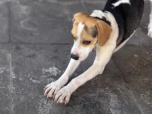 Cachorro raça SRD-ViraLata idade 1 ano nome Catarina