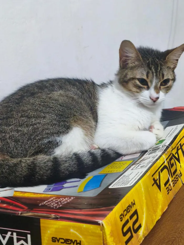 Gato raça SRD-ViraLata idade 7 a 11 meses nome trina