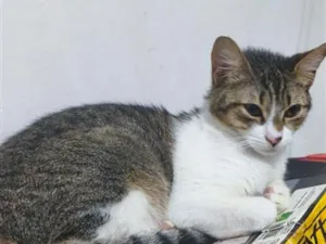 Gato raça SRD-ViraLata idade 7 a 11 meses nome trina