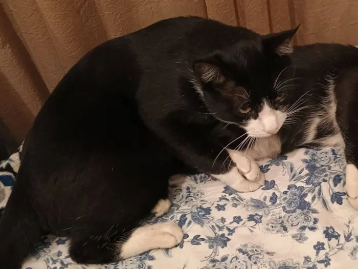Gato raça SRD-ViraLata idade 1 ano nome TOM perdido em Coronel Fabriciano 