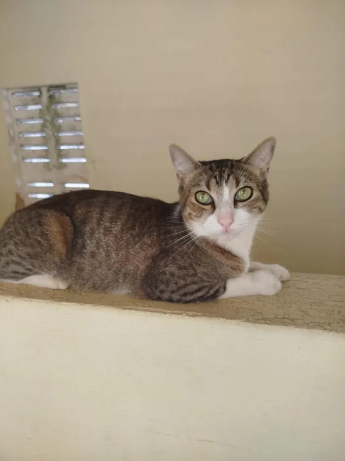 Gato raça SRD-ViraLata idade 1 ano nome Fofinho