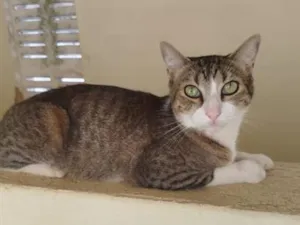 Gato raça SRD-ViraLata idade 1 ano nome Fofinho