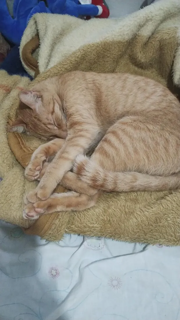 Gato raça SRD-ViraLata idade 3 anos nome Caju