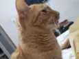 Caju