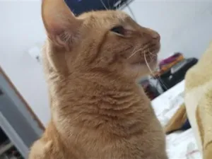 Gato raça SRD-ViraLata idade 3 anos nome Caju