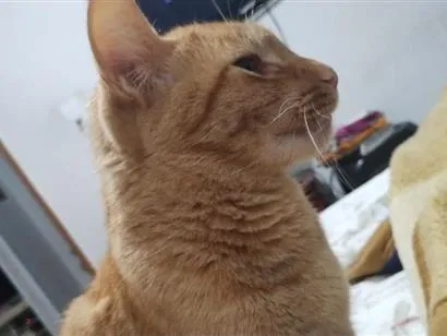 Gato raça SRD-ViraLata idade 3 anos nome Caju
