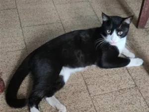 Gato raça SRD-ViraLata idade 1 ano nome TOM perdido em Coronel Fabriciano centro