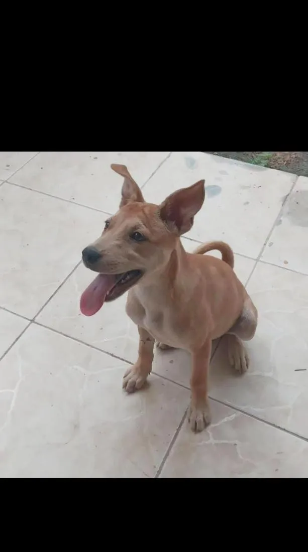 Cachorro raça SRD-ViraLata idade 2 a 6 meses nome Nina