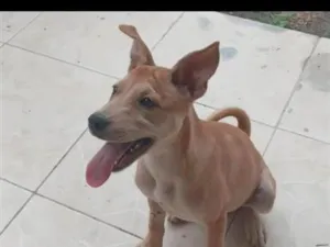 Cachorro raça SRD-ViraLata idade 2 a 6 meses nome Nina