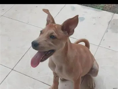 Cachorro raça SRD-ViraLata idade 2 a 6 meses nome Nina