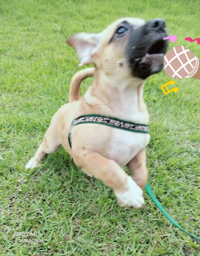 Cachorro raça SRD-ViraLata idade 7 a 11 meses nome spaik 