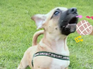 Cachorro raça SRD-ViraLata idade 7 a 11 meses nome spaik 