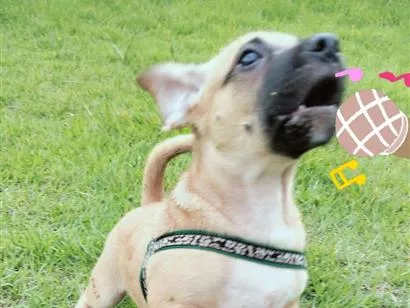 Cachorro raça SRD-ViraLata idade 7 a 11 meses nome spaik 