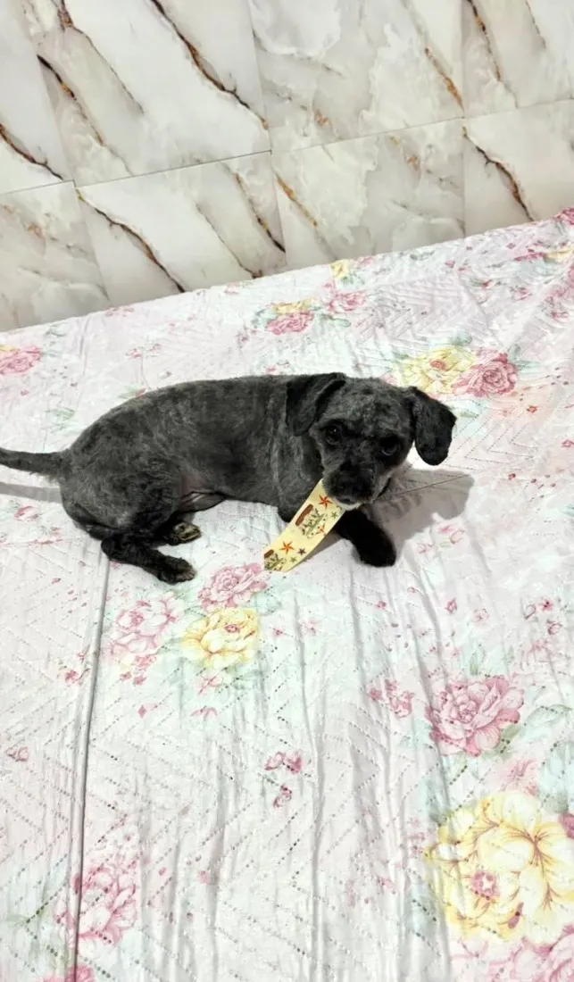 Cachorro raça SRD-ViraLata idade 1 ano nome Theo 
