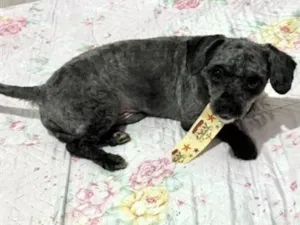 Cachorro raça SRD-ViraLata idade 1 ano nome Theo 