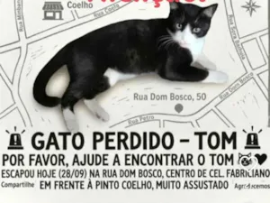 Gato raça SRD-ViraLata idade 1 ano nome TOM perdido em Coronel Fabriciano 