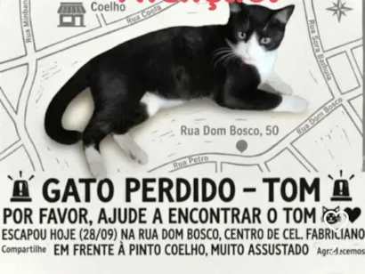 Gato raça SRD-ViraLata idade 1 ano nome TOM perdido em Coronel Fabriciano 