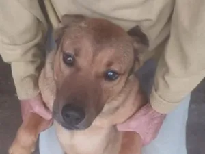Cachorro raça SRD-ViraLata idade 1 ano nome não  foi colocado nome 