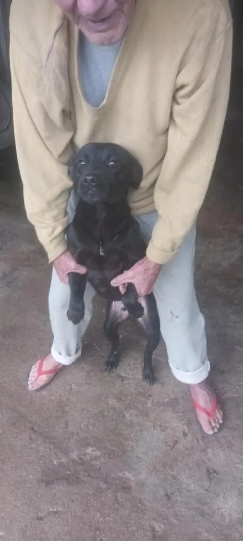 Cachorro raça SRD-ViraLata idade 1 ano nome não tem 
