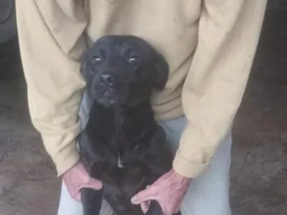 Cachorro raça SRD-ViraLata idade 1 ano nome não tem 