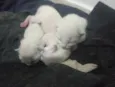 a sua preferência.