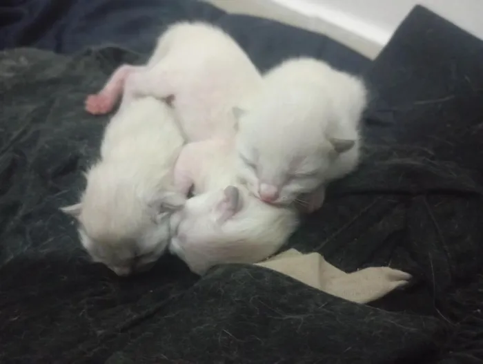 Gato raça Siamês idade Abaixo de 2 meses nome a sua preferência.