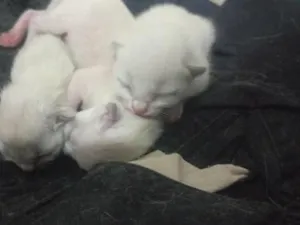 Gato raça Siamês idade Abaixo de 2 meses nome a sua preferência.