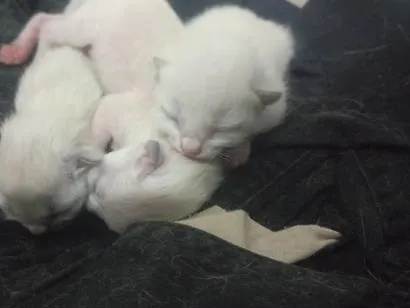 Gato raça Siamês idade Abaixo de 2 meses nome a sua preferência.