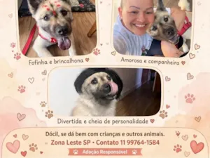 Cachorro raça Chow chow idade 4 anos nome Pandora