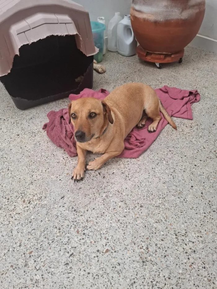 Cachorro raça SRD-ViraLata idade 4 anos nome JADE