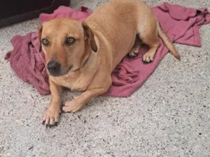 Cachorro raça SRD-ViraLata idade 4 anos nome JADE