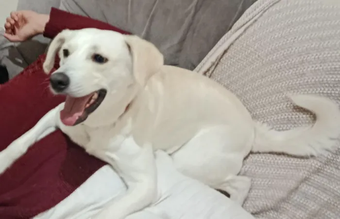 Cachorro raça SRD-ViraLata idade 2 anos nome Bartho 