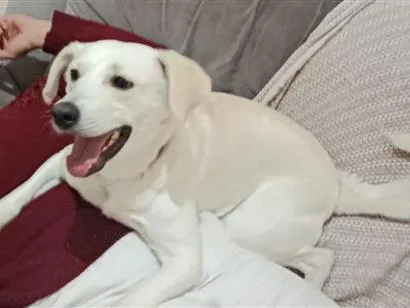 Cachorro raça SRD-ViraLata idade 2 anos nome Bartho 