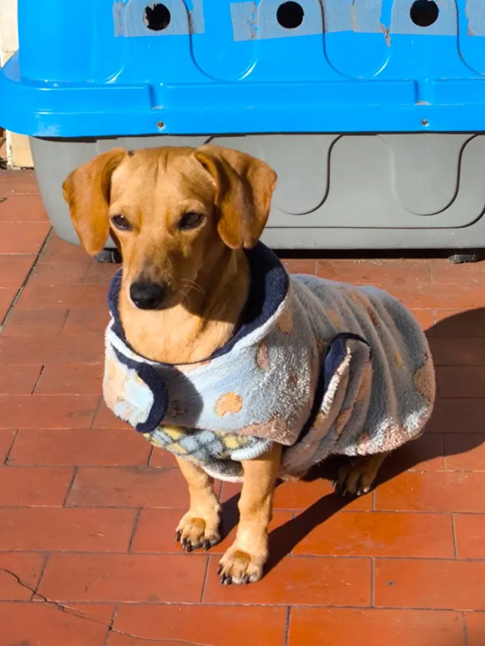 Cachorro raça SRD-ViraLata idade 3 anos nome Piteco 