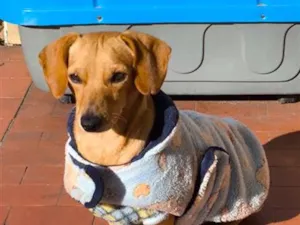 Cachorro raça SRD-ViraLata idade 3 anos nome Piteco 