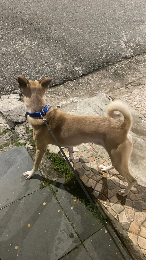 Cachorro raça SRD-ViraLata idade 1 ano nome Luffy 