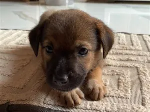 Cachorro raça SRD-ViraLata idade Abaixo de 2 meses nome Sem nome