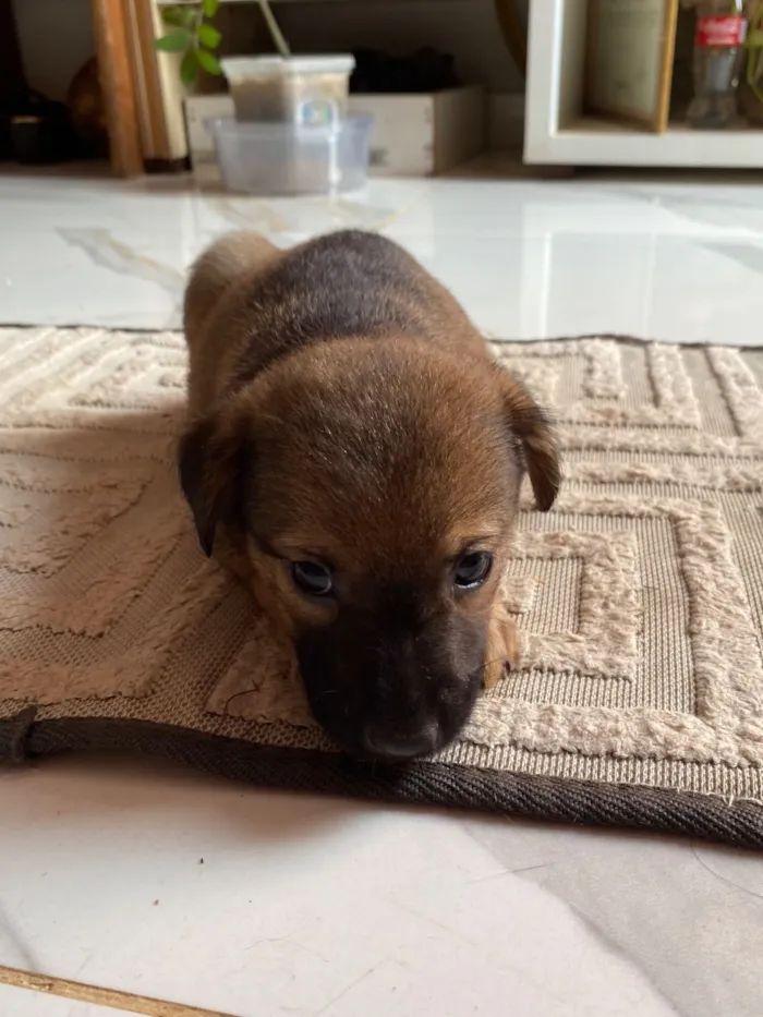Cachorro raça SRD-ViraLata idade Abaixo de 2 meses nome Sem nome