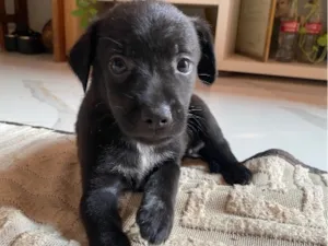 Cachorro raça SRD-ViraLata idade Abaixo de 2 meses nome Sem nome