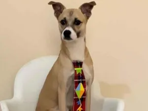 Cachorro raça SRD-ViraLata idade 1 ano nome Luffy 