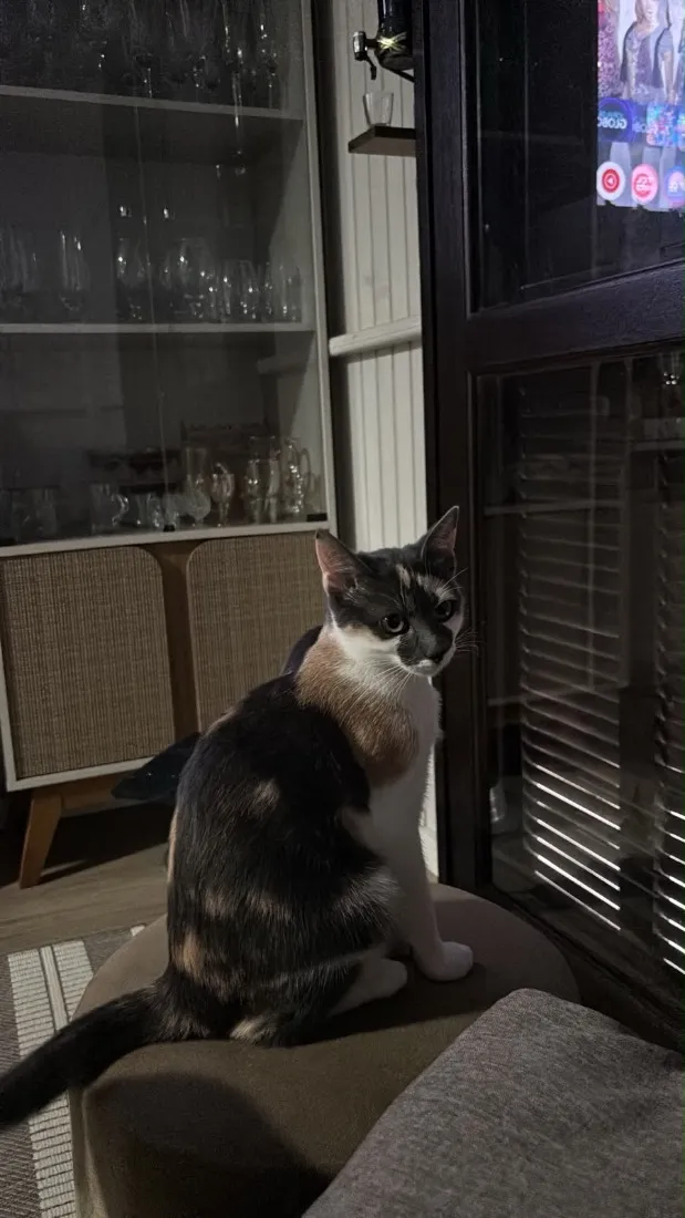 Gato raça SRD-ViraLata idade 2 a 6 meses nome Mia