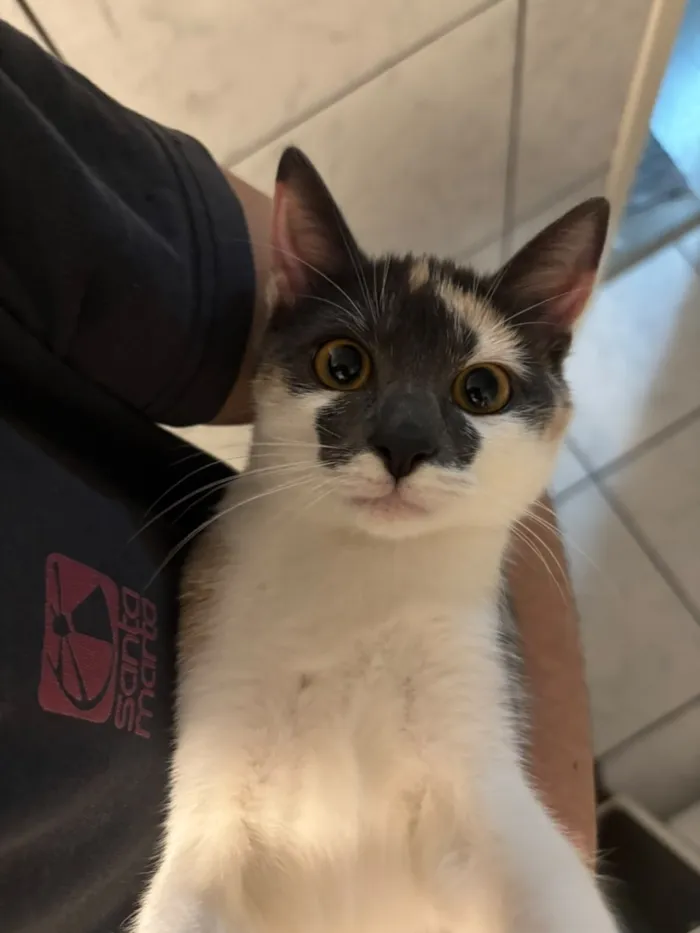 Gato raça SRD-ViraLata idade 2 a 6 meses nome Mia