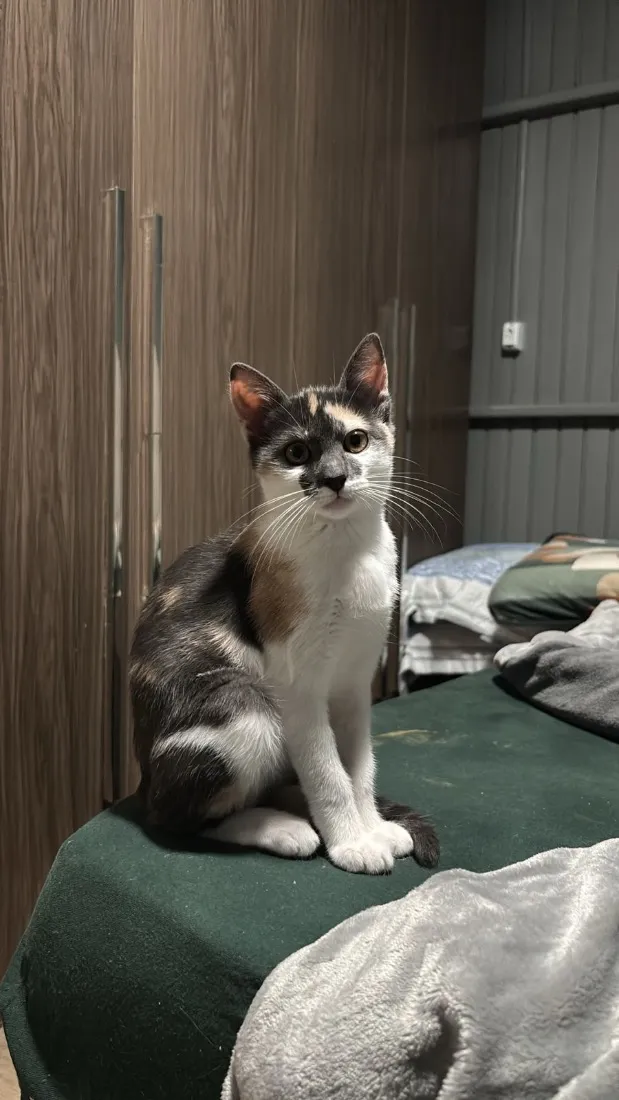 Gato raça SRD-ViraLata idade 2 a 6 meses nome Mia